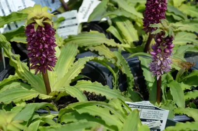 Eucomis 'Tiny Piny Ruby' plants with burgundy red flowers.