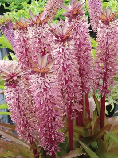 Eucomis 'Tugela Jewel' pink flowers.