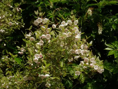 eucryphia-gilt-edge-