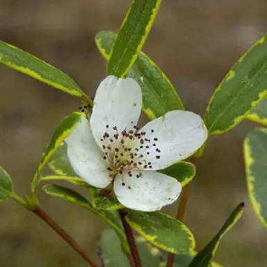 eucryphia-gilt-edge-3