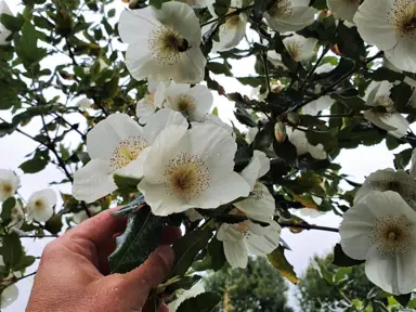 eucryphia-nymansay-2