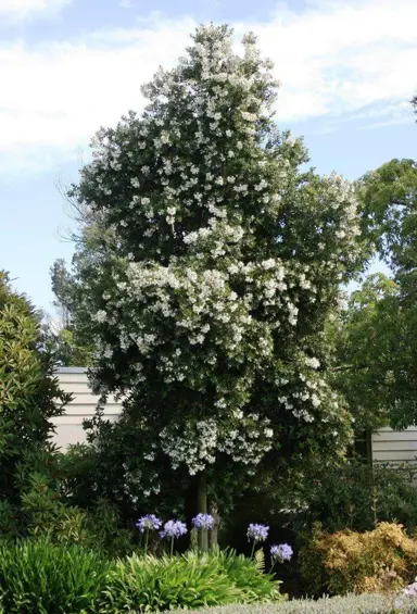 eucryphia-nymansay-3