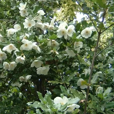 eucryphia-moorei-1