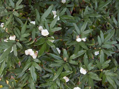 eucryphia-moorei-2