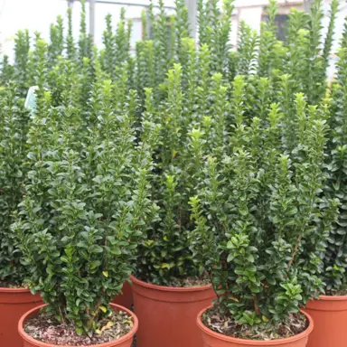 Euonymus 'Green Rocket' plants with green foliage in pots.