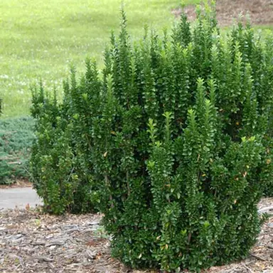 Euonymus 'Green Spires' plant with dense, dark green foliage.