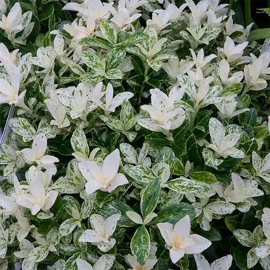 Euonymus japonicus 'Pierrolino' plant with variegated leaves.