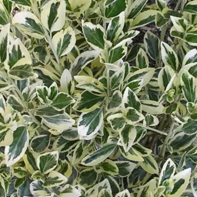 Euonymus 'Silver Pillar' variegated foliage.