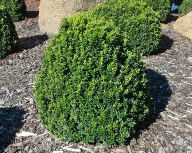 Euonymus 'Tom Thumb' small shrub with dark green foliage.