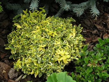 euonymus-emerald-and-gold-