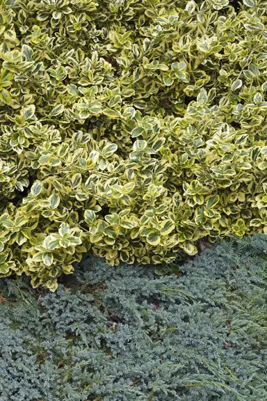 euonymus-emerald-and-gold-3