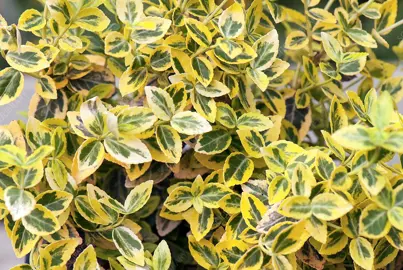 euonymus-emerald-and-gold-4