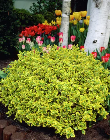 euonymus-emerald-and-gold-5