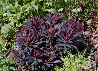 Euphorbia amygdaloides purpurea plant with purple foliage.