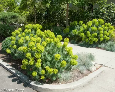 euphorbia-characias-wulfenii-