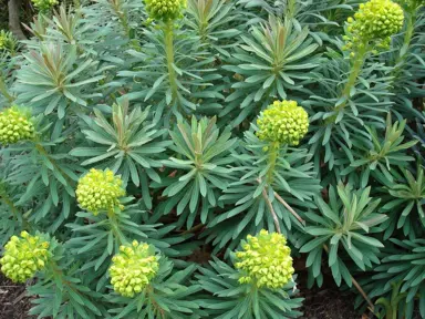 Euphorbia characias plant.