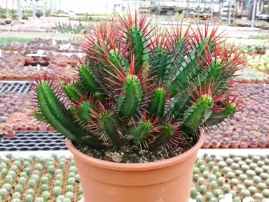 euphorbia-enopla-crest-reversion-