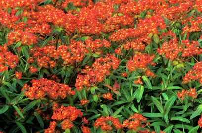 Euphorbia 'Fireglow' plants with red flowers.