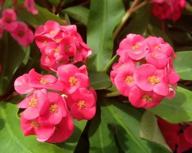 Euphorbia Lipstick plant with pink flowers.