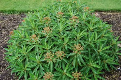 Euphorbia mellifera plant.