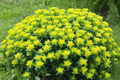 Euphorbia polychroma plant.