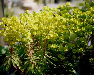 euphorbia-redwing-