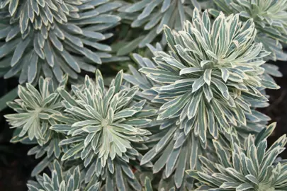 Euphorbia Silver Swan plant.