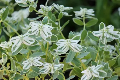 Euphorbia 'Snow On The Mountain' plant.