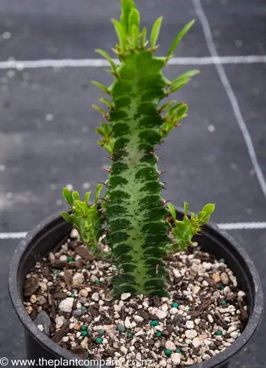 euphorbia-trigona--2