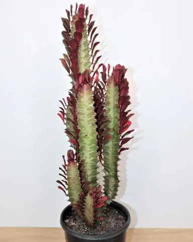 Euphorbia trigona purpurea plant with purple leaves.