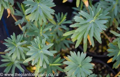 euphorbia-glauca-