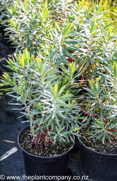 euphorbia-glauca-1