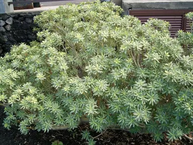 euphorbia-glauca-2