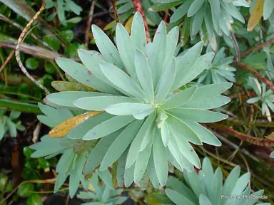 euphorbia-glauca-3