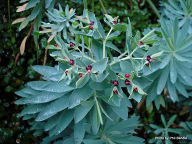 euphorbia-glauca-4