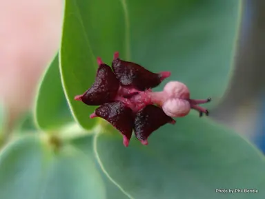 euphorbia-glauca-5