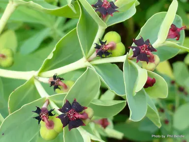 euphorbia-glauca-6