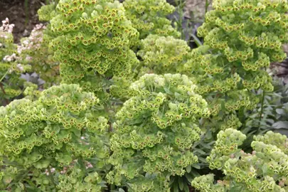 euphorbia-martinii-