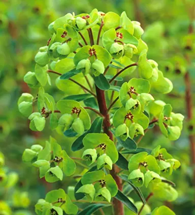 euphorbia-martinii-1