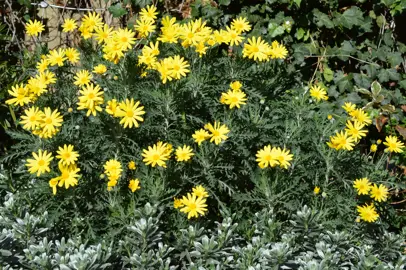 Euryops pectinatus shrub with yellow flowers.