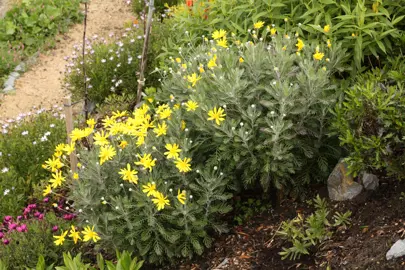 euryops-pectinatus-little-sunray-1