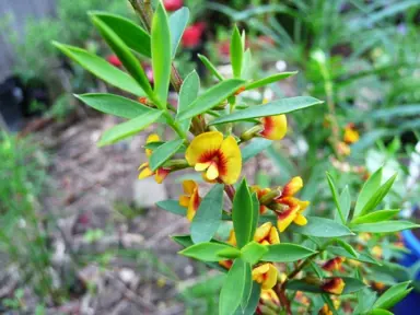 Eutaxia obovata plant with yellow and orange flowers.