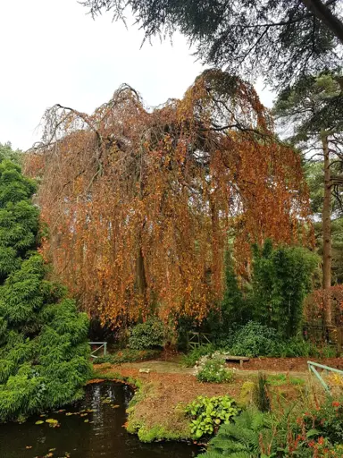 fagus-pendula--1