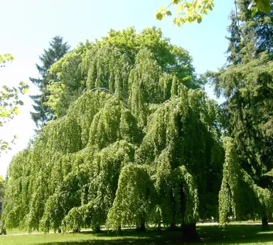 fagus-pendula-