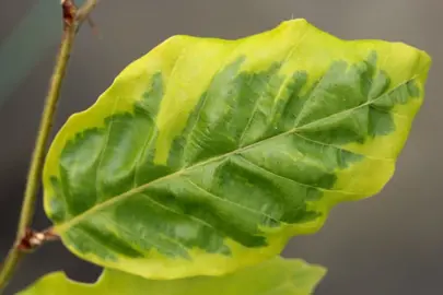 fagus-luteo-variegata-