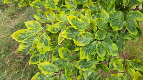 fagus-luteo-variegata-1