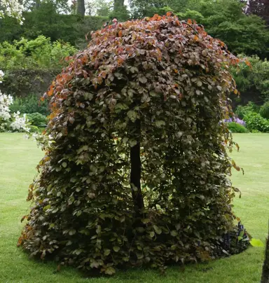 Fagus sylvatica purpurea 'Pendula' tree with weeping, purple foliage.