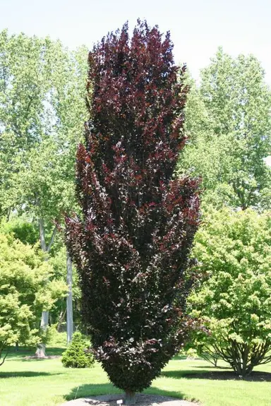 fagus-red-obelisk-