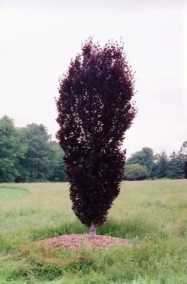 fagus-red-obelisk-2