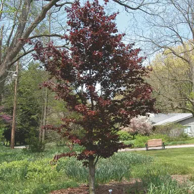 fagus-red-obelisk-3